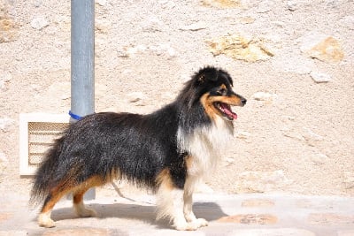 Étalon Shetland Sheepdog - Vic sweet malicious Of Pretty Countess