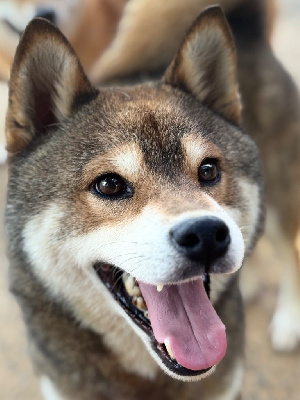 templo amatsu kami Hummer