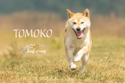 Étalon Shiba - Nippon'ai Tomoko go