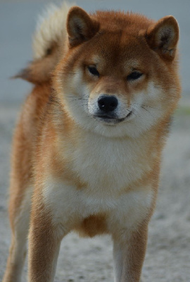 Étalon Shiba - CH. Ukyo of three love angel