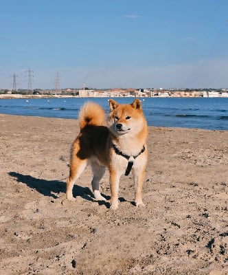 Étalon Shiba - Utsukushii De La Folle Emprise