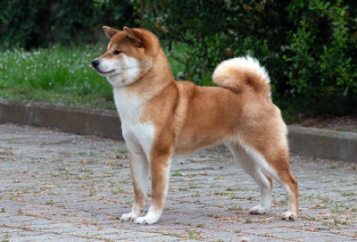 Étalon Shiba - Lovable leslie at petroio