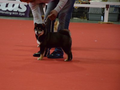 Étalon Shiba - Unik Du Domaine D'amserpa