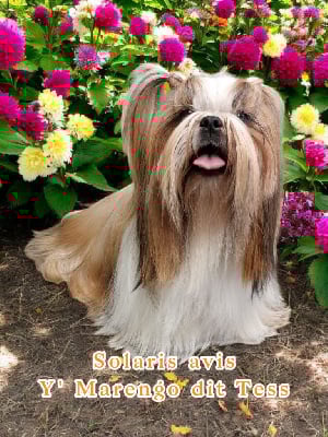 Étalon Shih Tzu - solaris avis Y'marengo dit tess