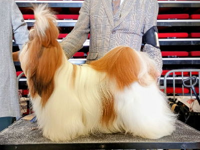 Étalon Shih Tzu - Halashan Vaniteux je sais