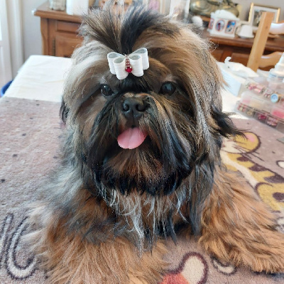 Étalon Shih Tzu - Vie t'a vie mei lan Des Trésors De Kailash