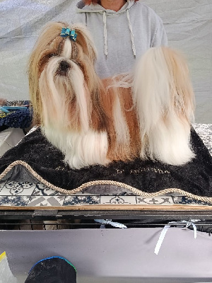 Étalon Shih Tzu - golden fish Vatican