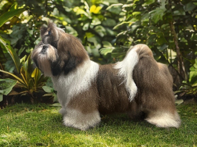 Étalon Shih Tzu - « Shogun » Amaretto ad acte