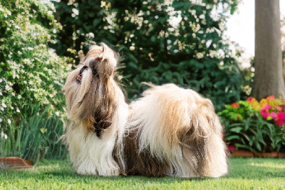 Étalon Shih Tzu - CH. J « Queen » V Queen Of Legendary Tibetan