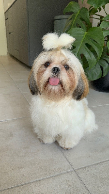 Étalon Shih Tzu - Ultra du Moulin de la Terrasse
