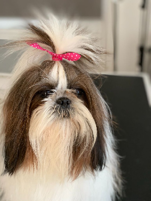 Étalon Shih Tzu - Nikita Des poupons frises
