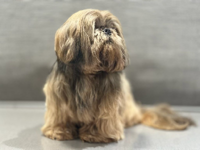 Étalon Shih Tzu - Nesquick Des poupons frises