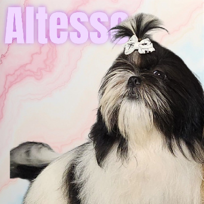 Étalon Shih Tzu - Altesse du chateau d'o-riant