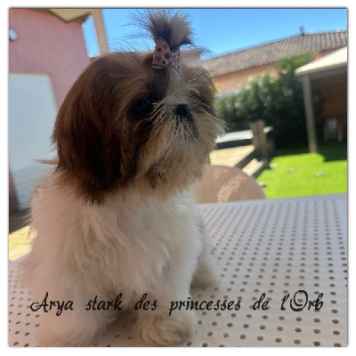 Étalon Shih Tzu - Arya stark Des Princesses De L'Orb