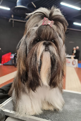 Étalon Shih Tzu - Victoria From Mellandco