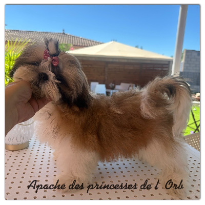 Étalon Shih Tzu - Apache Des Princesses De L'Orb