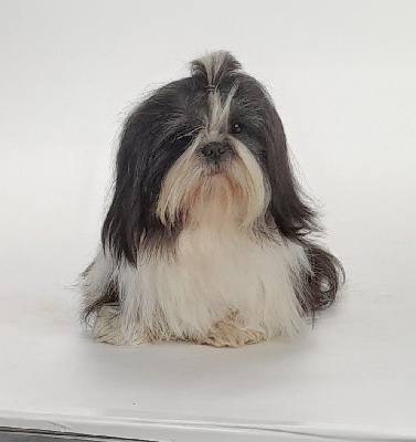 Étalon Shih Tzu - Sultan Of The Kind Monsters