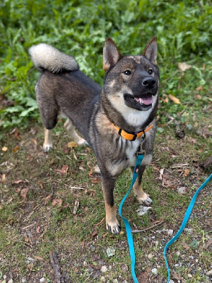 Étalon Shikoku - U'naoko-osako Nihon No Inu