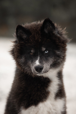 Étalon Siberian Husky - goldwind Dreamcatcher *jax*