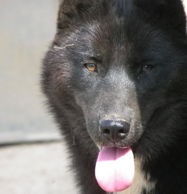 Étalon Siberian Husky - Vesper du domaine des ptits loups givres