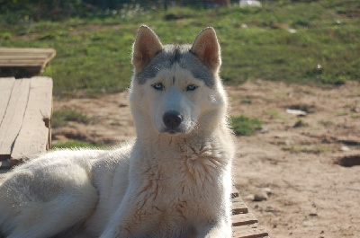 Étalon Siberian Husky - Vaima Du domaine pacifique