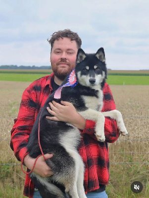 Étalon Siberian Husky - Ayah Of The Snow Keeper