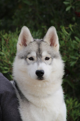 Étalon Siberian Husky - Attractive naomi Of Umok's Dreams