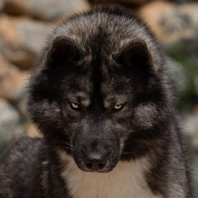 Étalon Siberian Husky - Vlad the impaler dracula Lupu Di Castagniccia