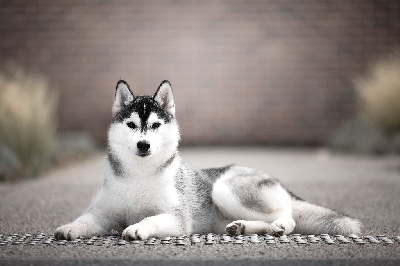 Étalon Siberian Husky - A little miss kitty Sibérian of Winter Bell
