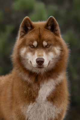 Étalon Siberian Husky - V'rheana Of Umok's Dreams