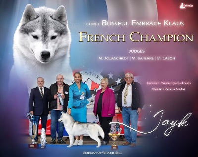 Étalon Siberian Husky - CH. blissful embrace Klaus