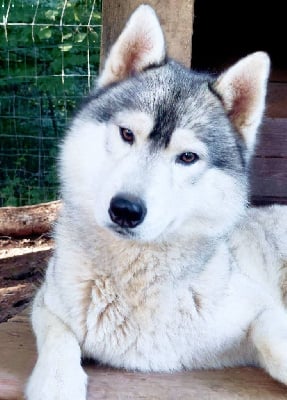 Étalon Siberian Husky - Sound's 0f victory chouchou Of Moonlight's Rhapsody