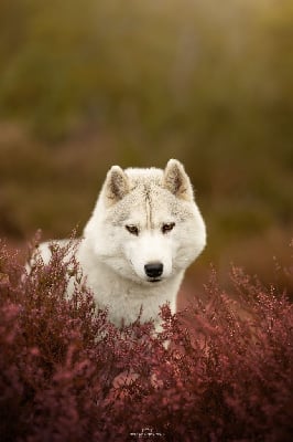 Étalon Siberian Husky - original beauty Fairy dream (dite marie)