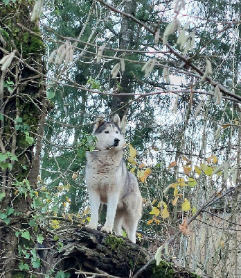 Étalon Siberian Husky - northkenda Knight's heart