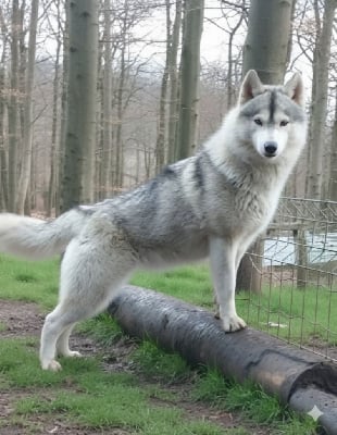 Étalon Siberian Husky - Taïga De la vallee de morava