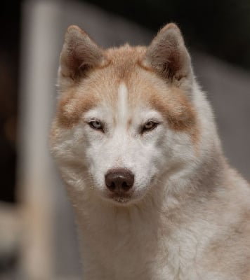 Étalon Siberian Husky - Riba Nordic Ice Pearl