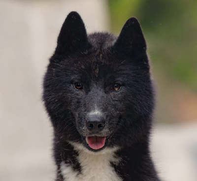Étalon Siberian Husky - Venom Des Legendes Du Triskel