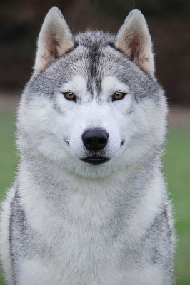 Étalon Siberian Husky - Eclipse of the moon lunation