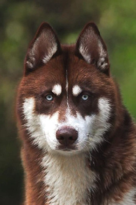 Étalon Siberian Husky - Very delicious twix (Sans Affixe)