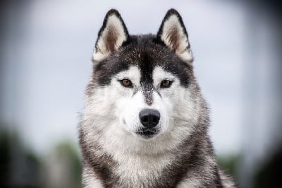 Étalon Siberian Husky - Ully Of City Dream's