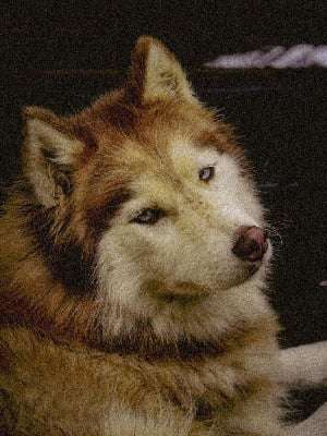 Étalon Siberian Husky - Thirza (Sans Affixe)