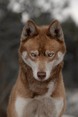 Étalon Siberian Husky - *ruby* torina de la ferme kergaval