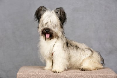 Étalon Skye Terrier - kometa rossi Queenn elizabeth