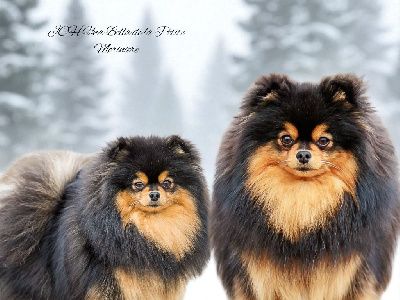 Étalon Spitz allemand - Jch. una bella De la petite moriniere