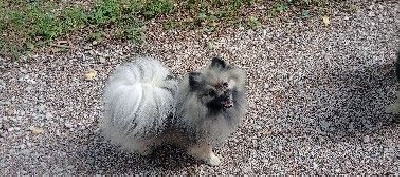 Étalon Spitz allemand - Ripley De La Vallee Des Gris Doubs