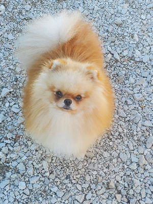 Étalon Spitz allemand - V flocon De Sweety Fox