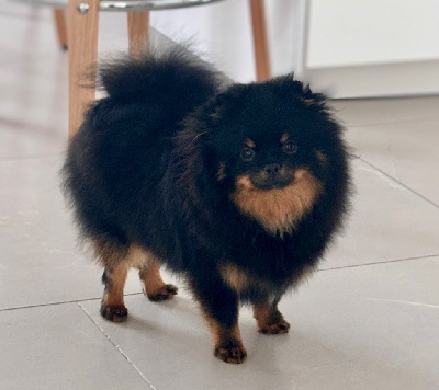 Étalon Spitz allemand - Viny l?ourson de lounanouchka