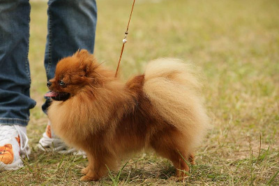 Yasmin iz angelov vostoka