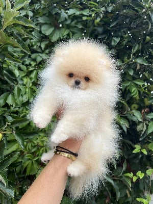 Étalon Spitz allemand - intime Ava