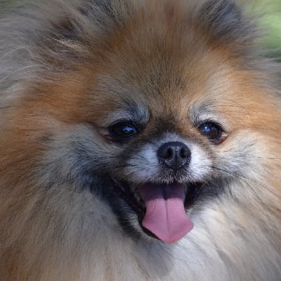 Étalon Spitz allemand - Blanche severnaya-orhideya